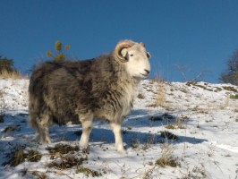 Kioto im Schnee