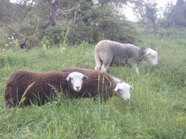 Schoko, Milli und Babette